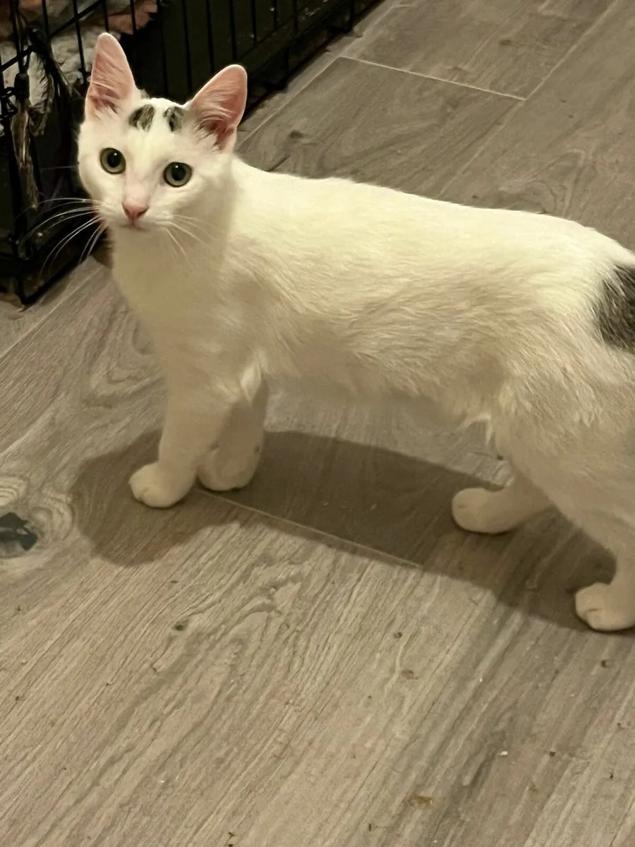 Three kittens 7 mo looking for home - Image 3