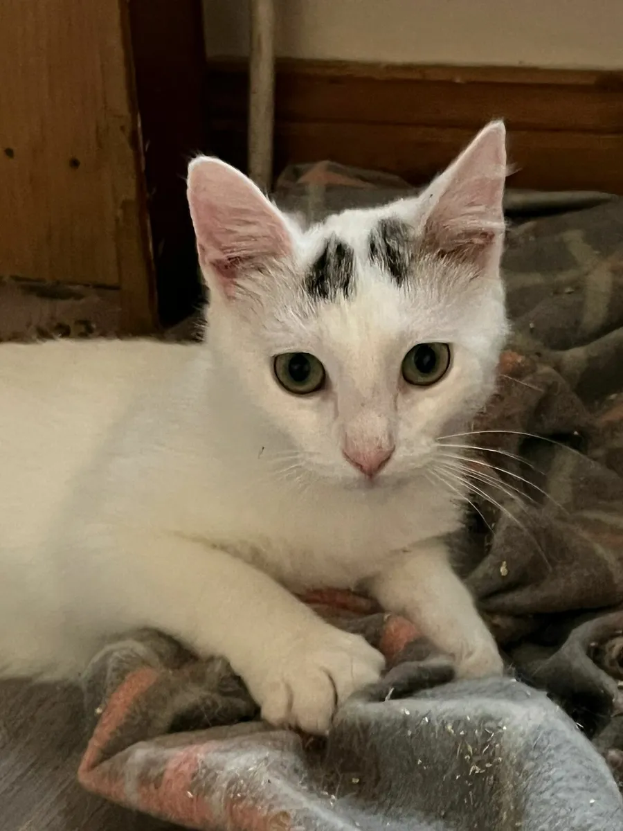Three kittens 7 mo looking for home - Image 1
