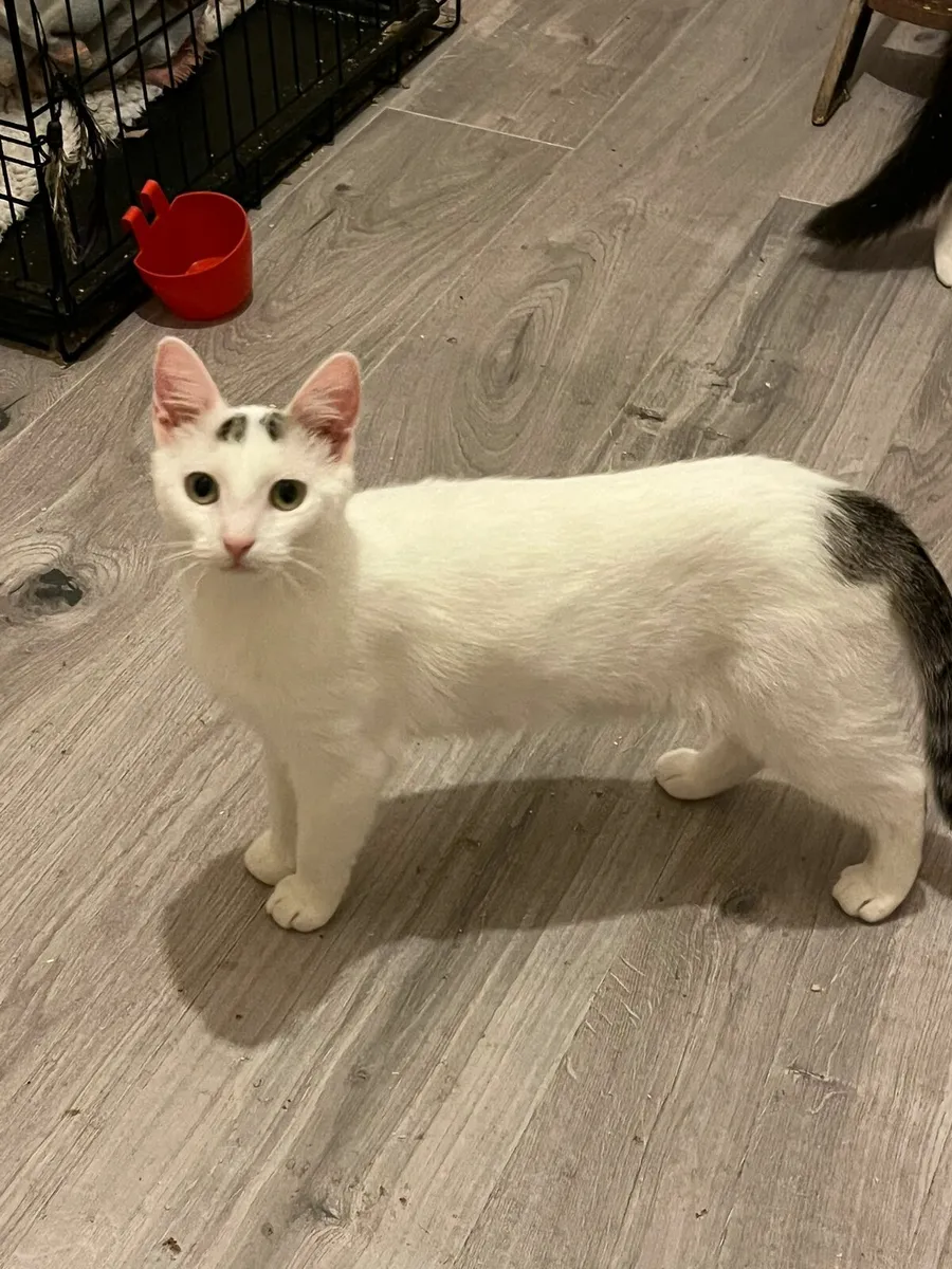 Three kittens 7 mo looking for home - Image 4