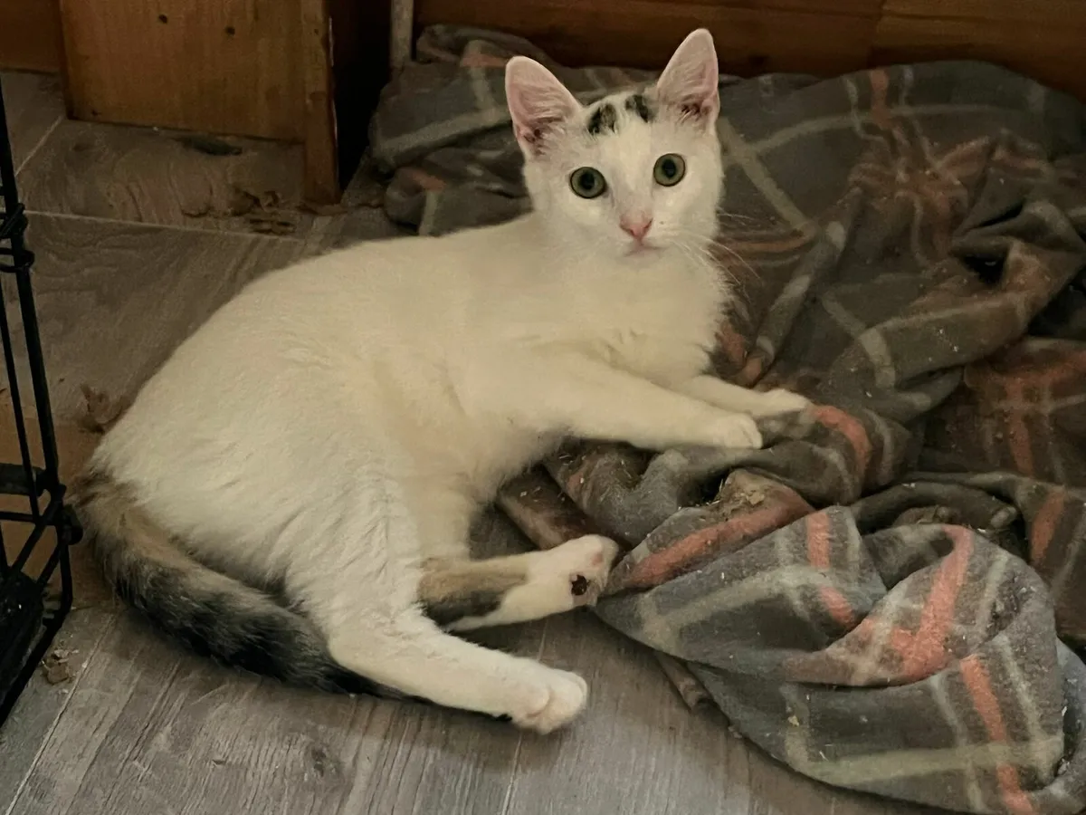 Three kittens 8 mo looking for home - Image 1
