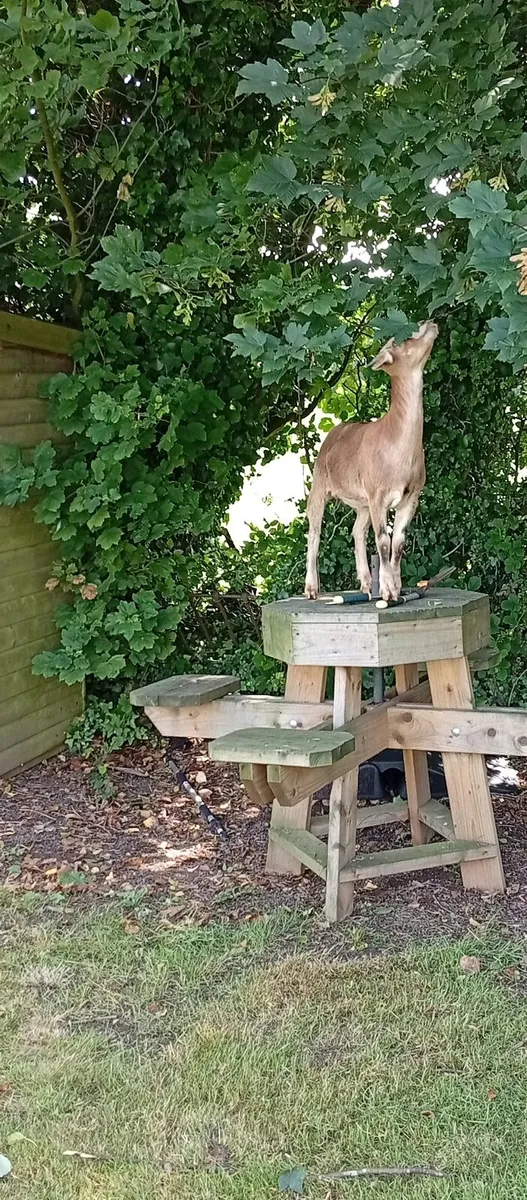 Goats - Image 1