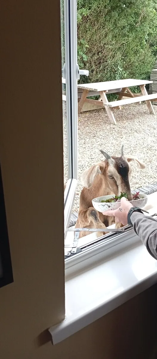 Goats - Image 2