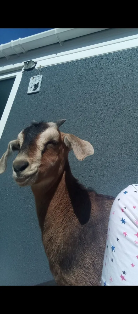 Goats - Image 3