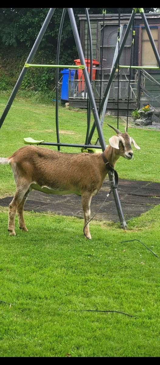 Goats - Image 4