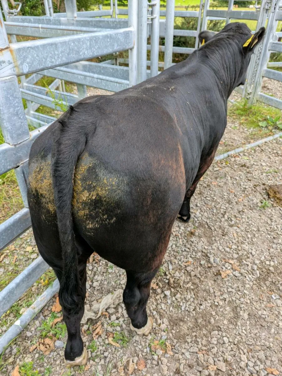 Teaser Bull Vasectomised - Image 2