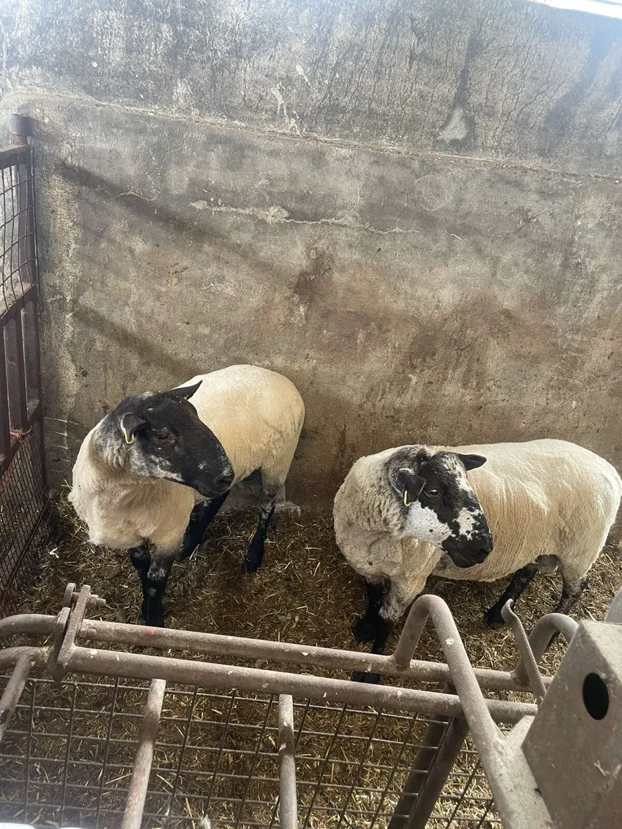 Breeding hogget rams - Image 1