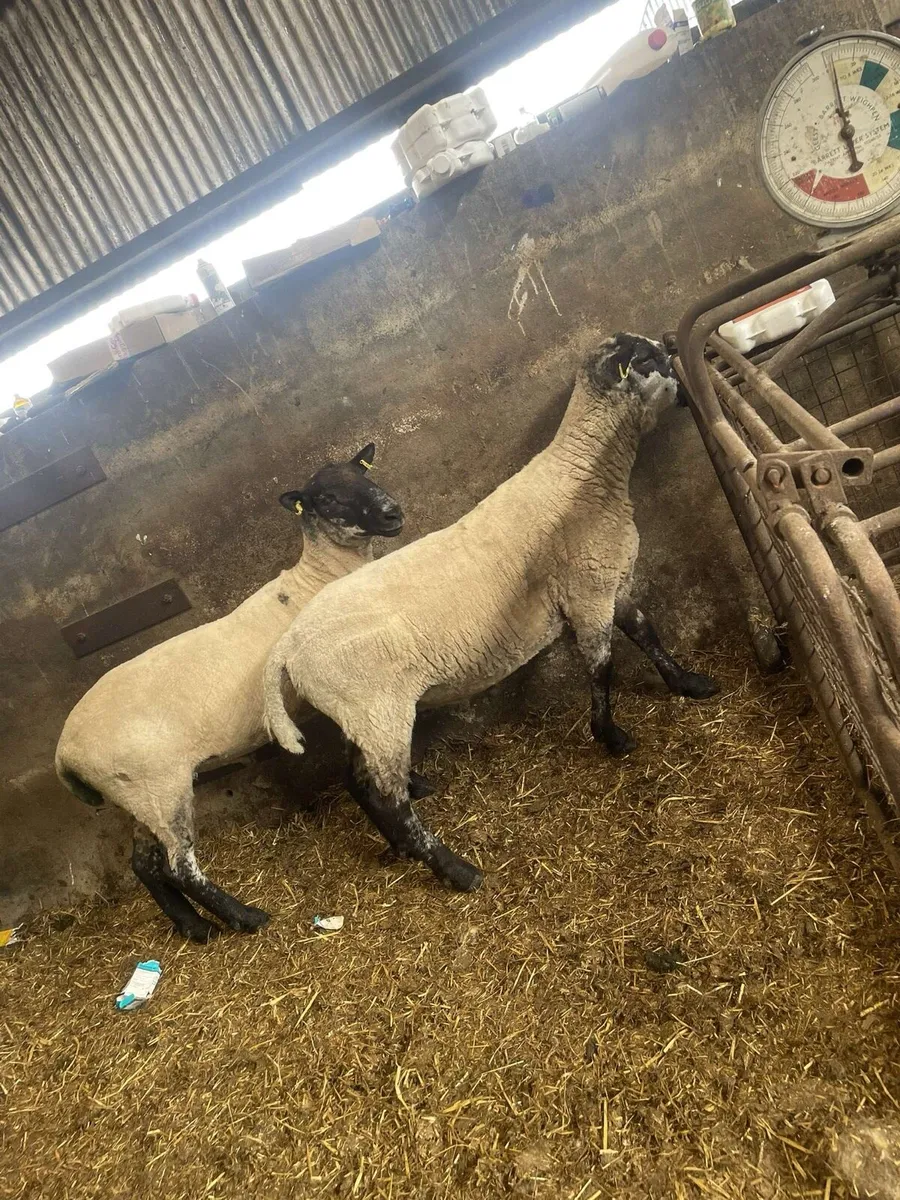 Breeding hogget rams - Image 2