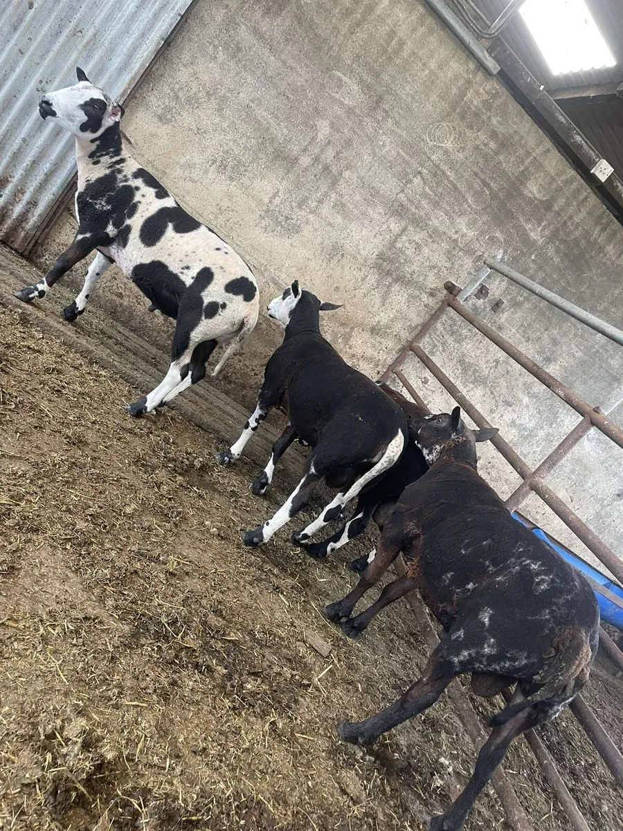 Breeding hogget rams - Image 4