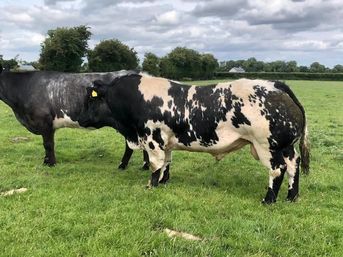 Hybrid bull - Image 1