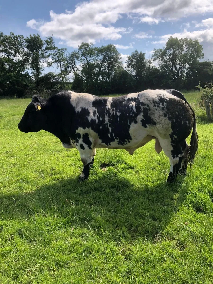Hybrid bull - Image 2