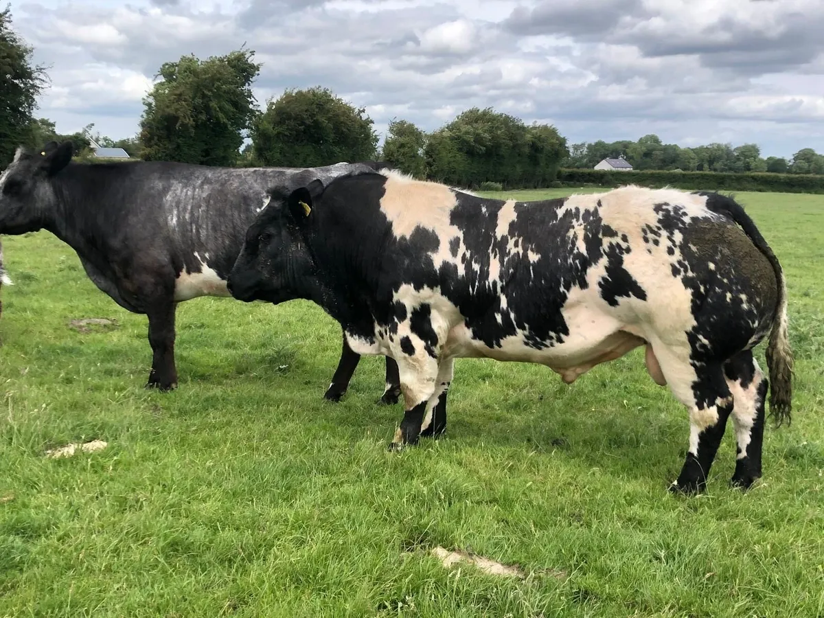 Hybrid bull - Image 3