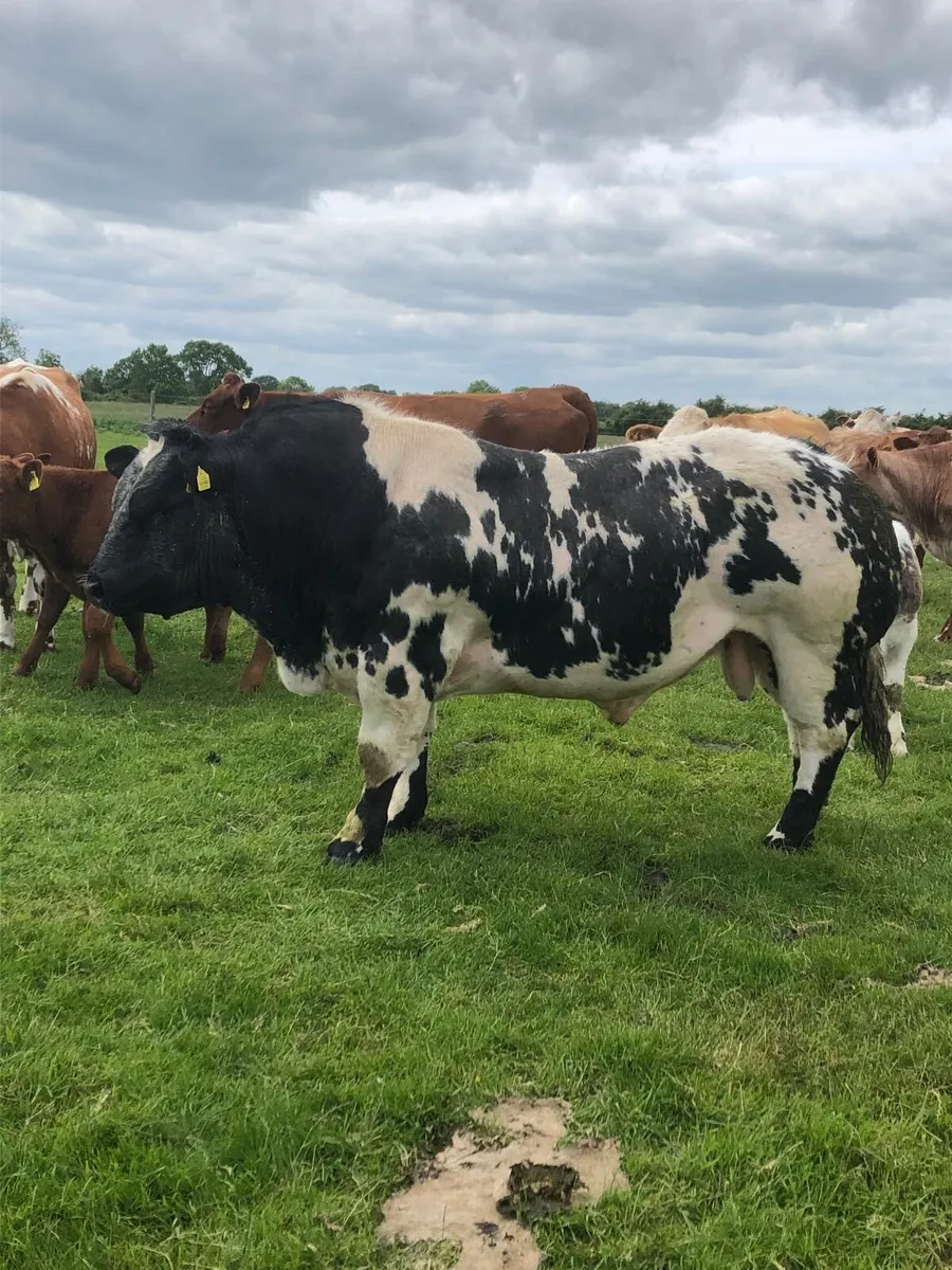 Hybrid bull - Image 4
