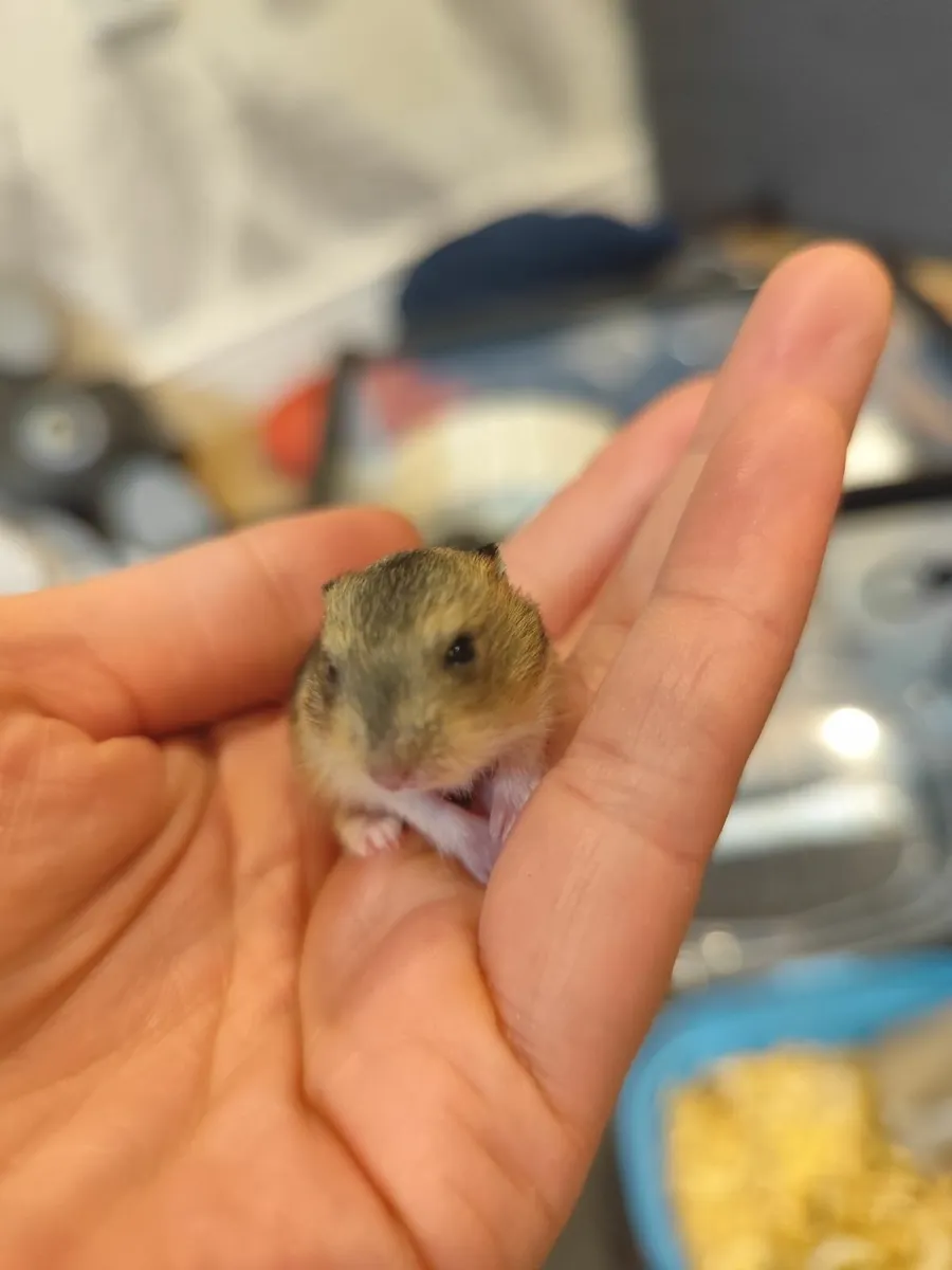 Dwarf Campbell hamster - Image 1