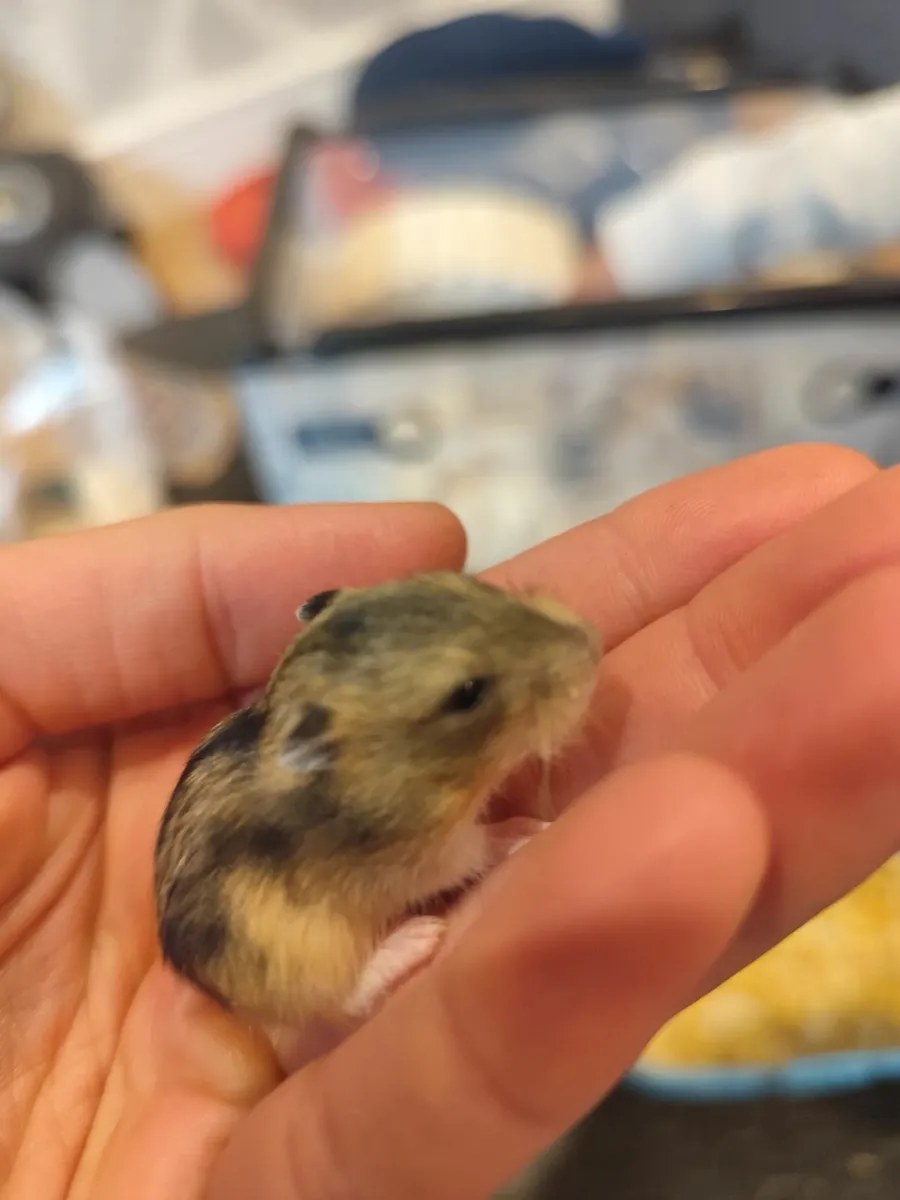 Dwarf Campbell hamster - Image 2