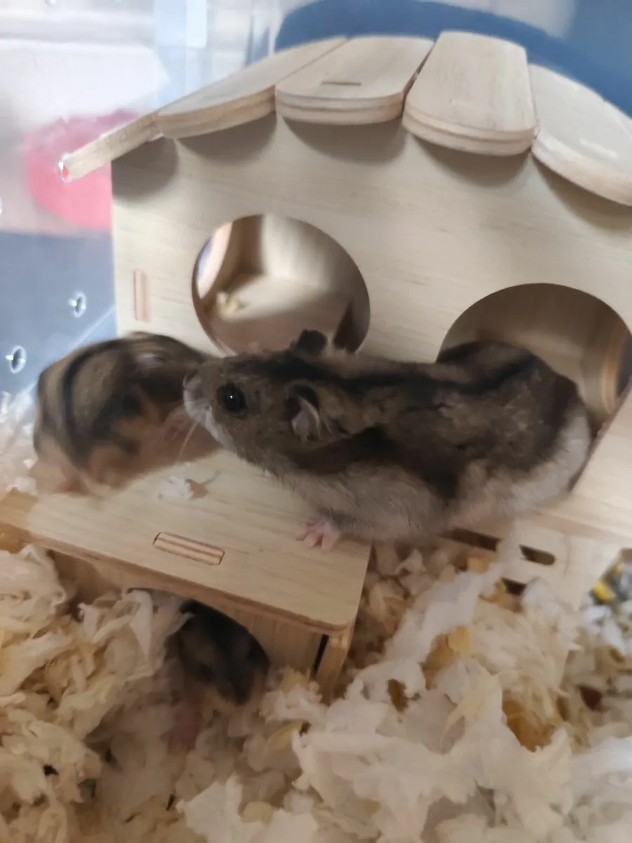 Dwarf Campbell hamster - Image 3