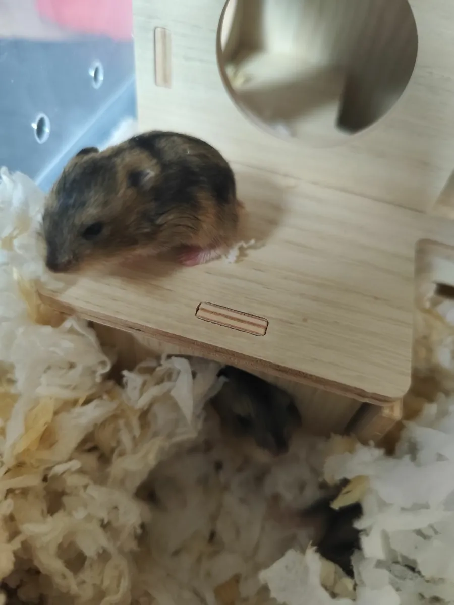 Dwarf Campbell hamster - Image 4