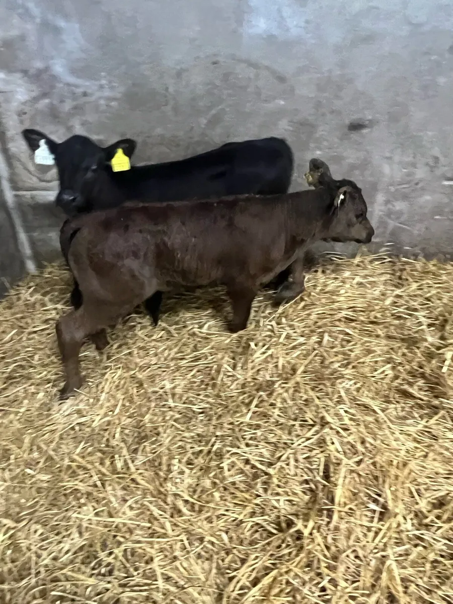 Strong suck calfs for sale - Image 1