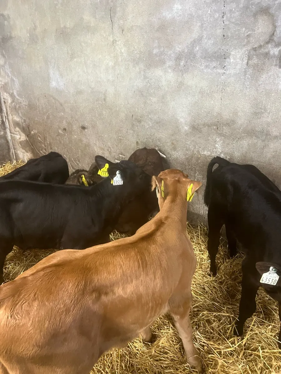 Strong suck calfs for sale - Image 2