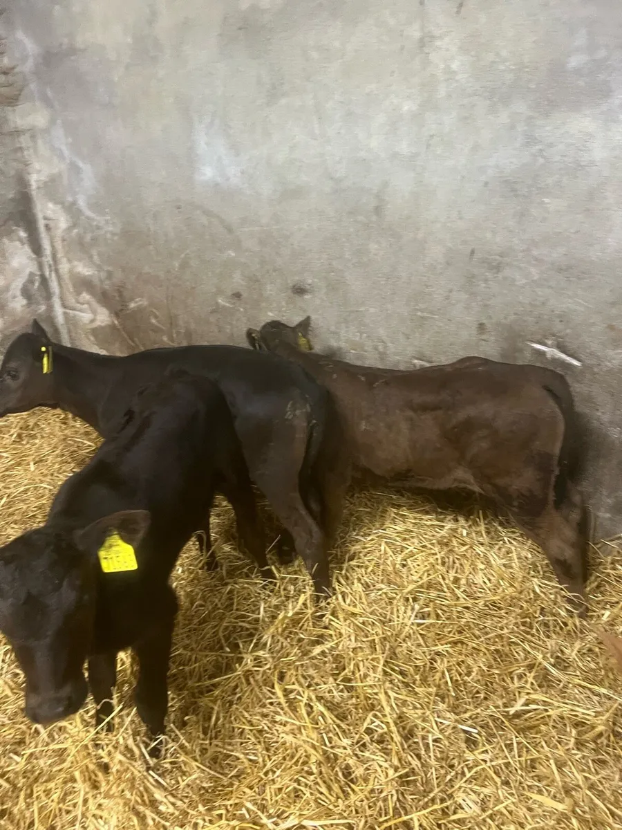 Strong suck calfs for sale - Image 3