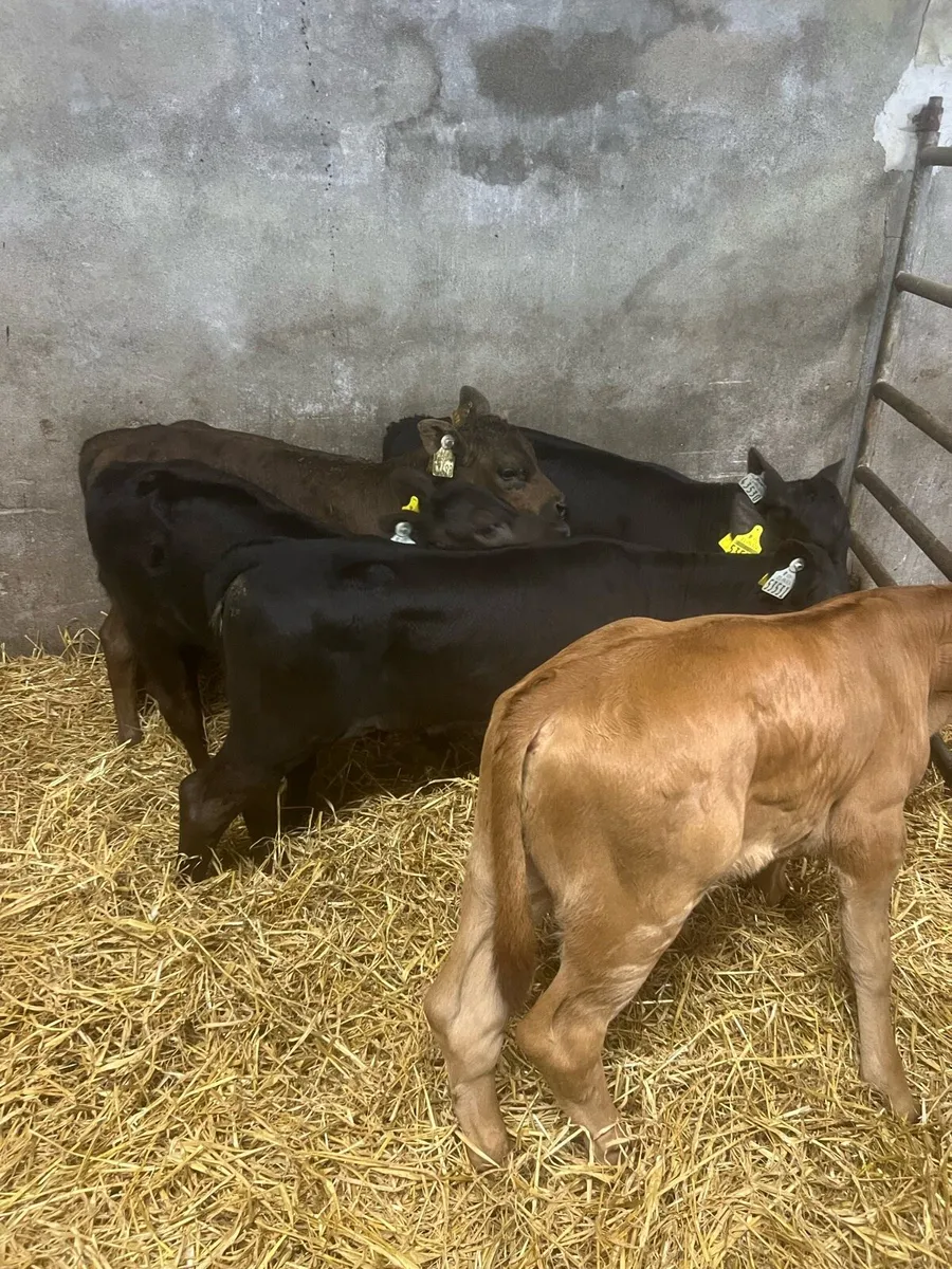 Strong suck calfs for sale - Image 4