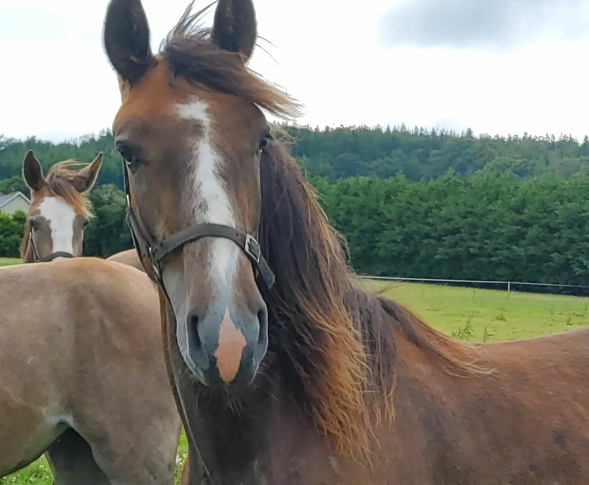 Draught Yearling gelding - Image 4