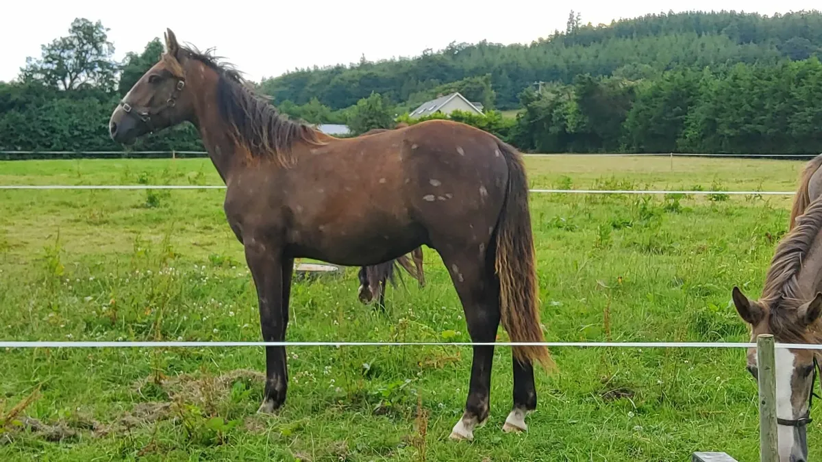 Draught Yearling gelding - Image 1
