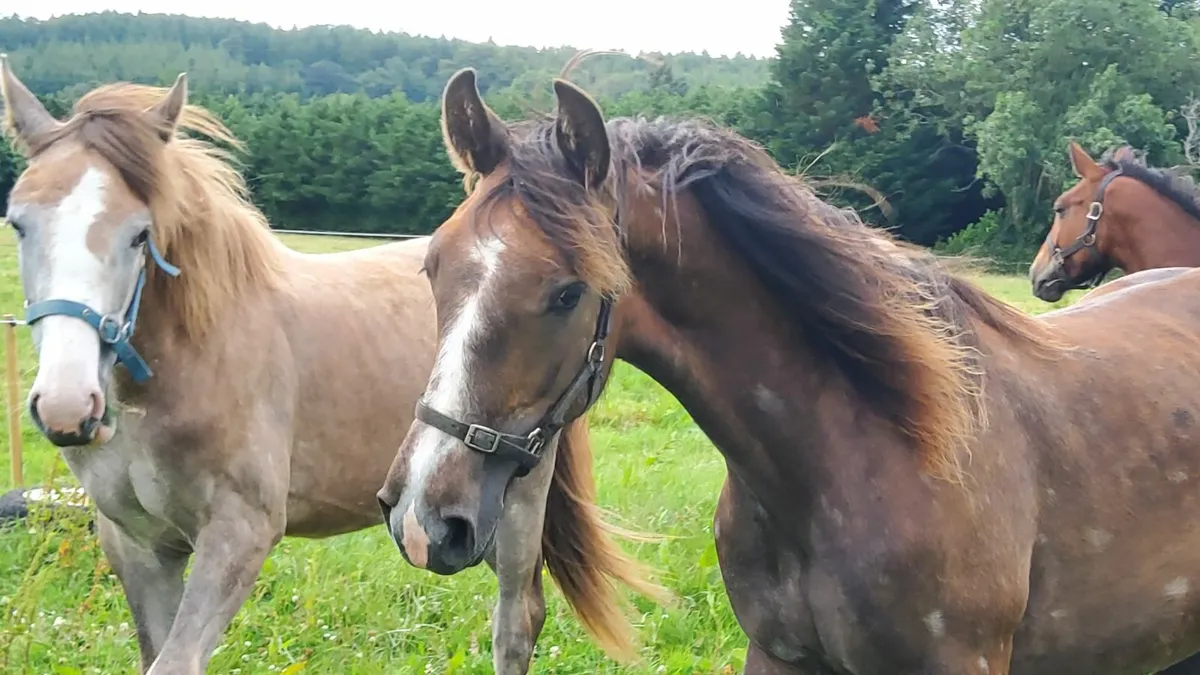 Draught Yearling Gelding - Image 3