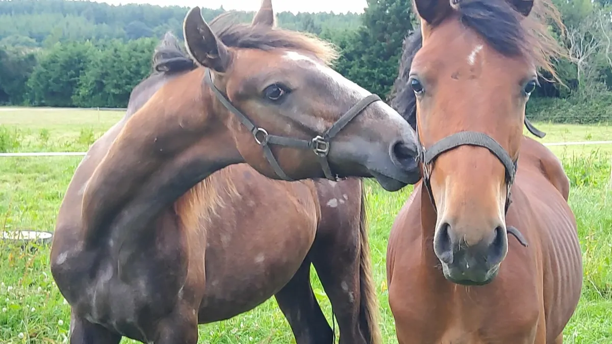 Draught Yearling gelding - Image 3
