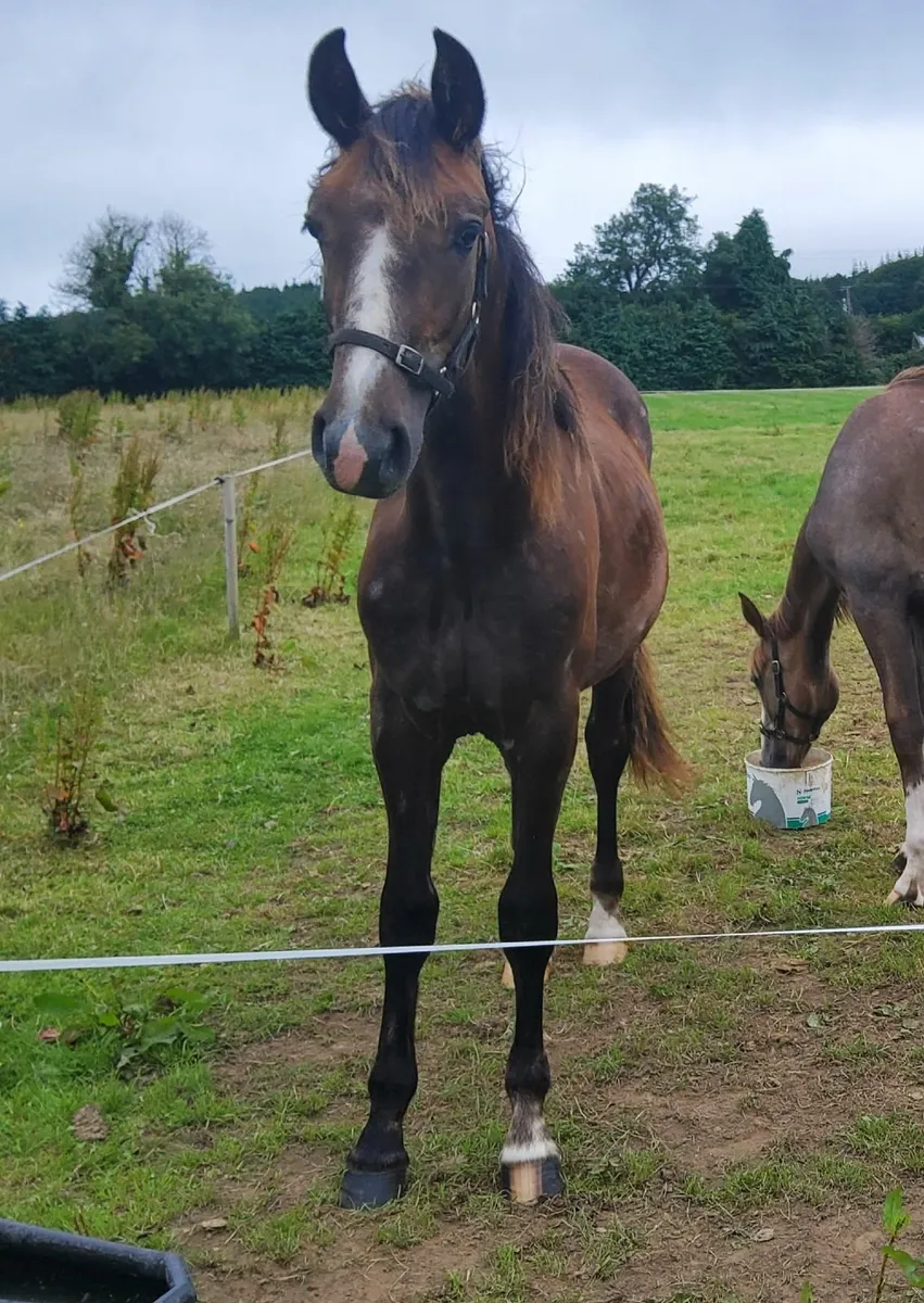 Draught Yearling gelding - Image 2