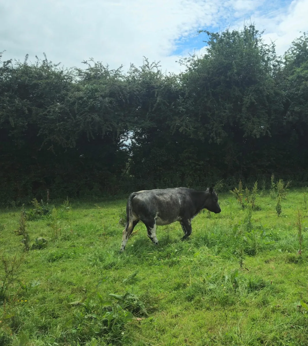 Cattle - Image 1