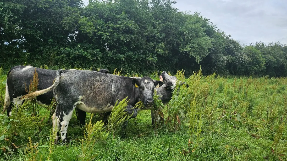 Cattle - Image 2