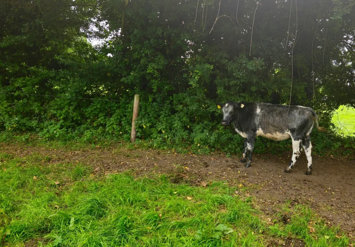 Cattle - Image 3