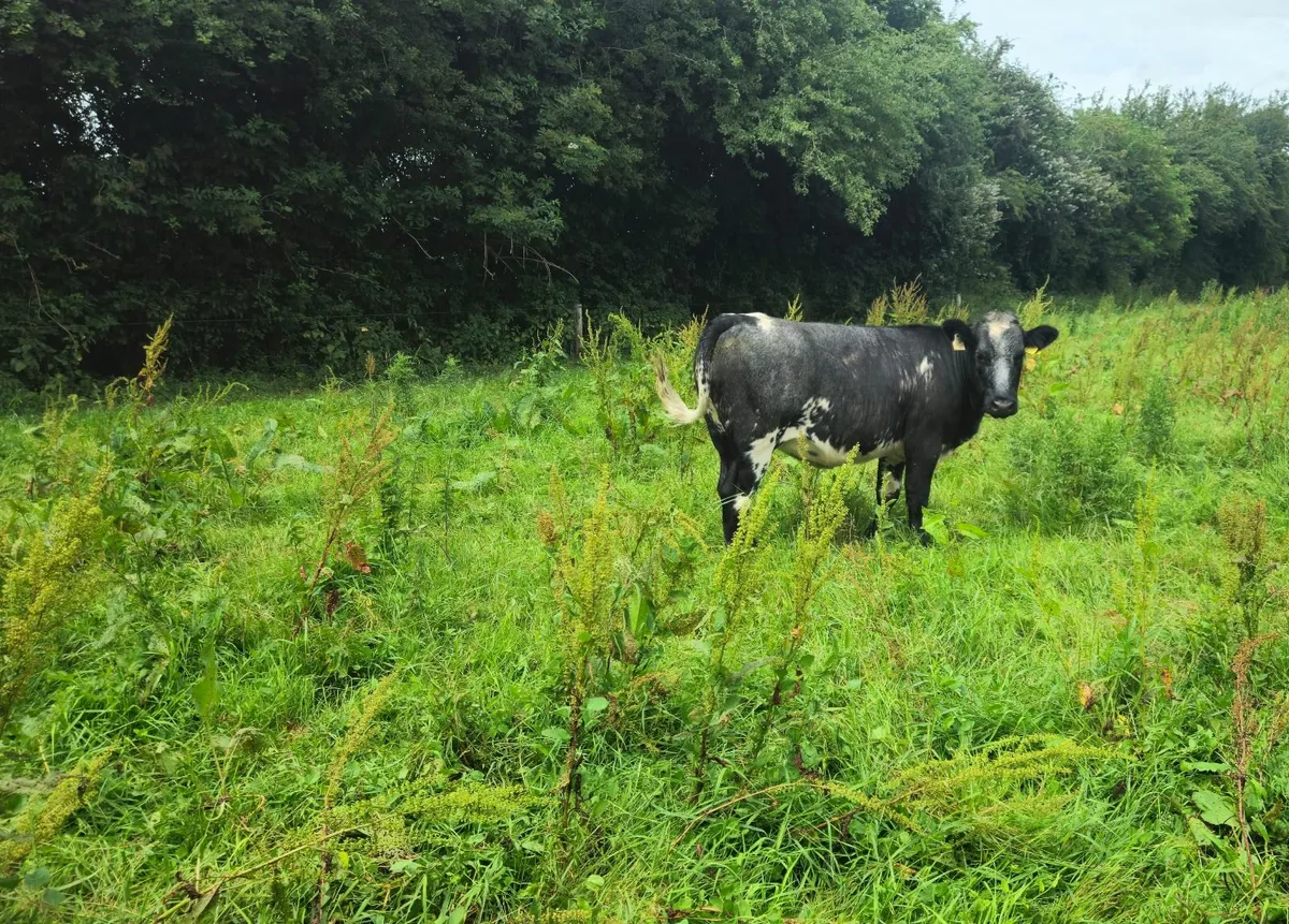 Cattle - Image 4