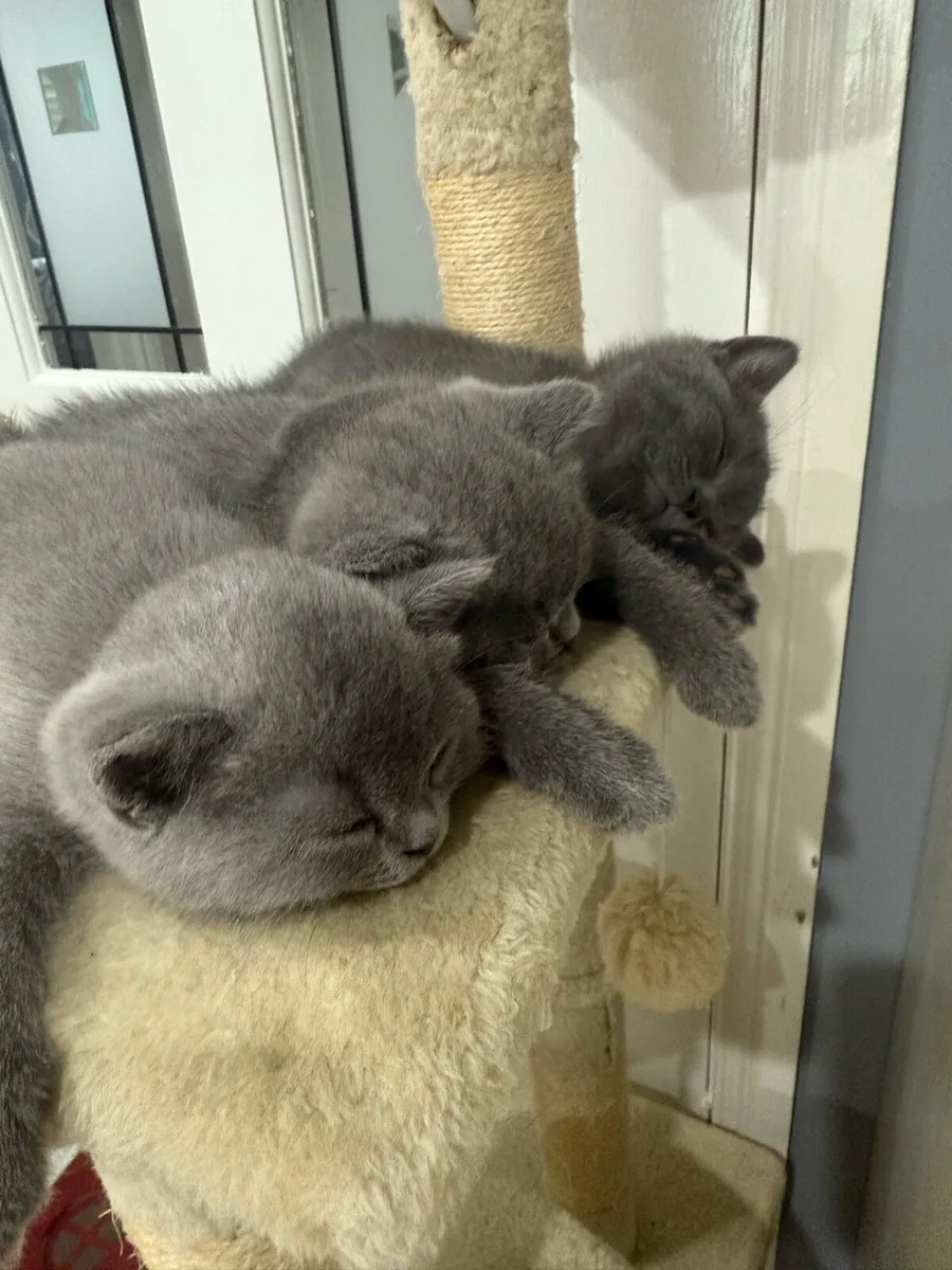 Kittens and cat - Image 1