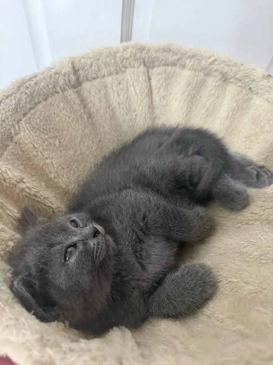Kittens and cat - Image 4