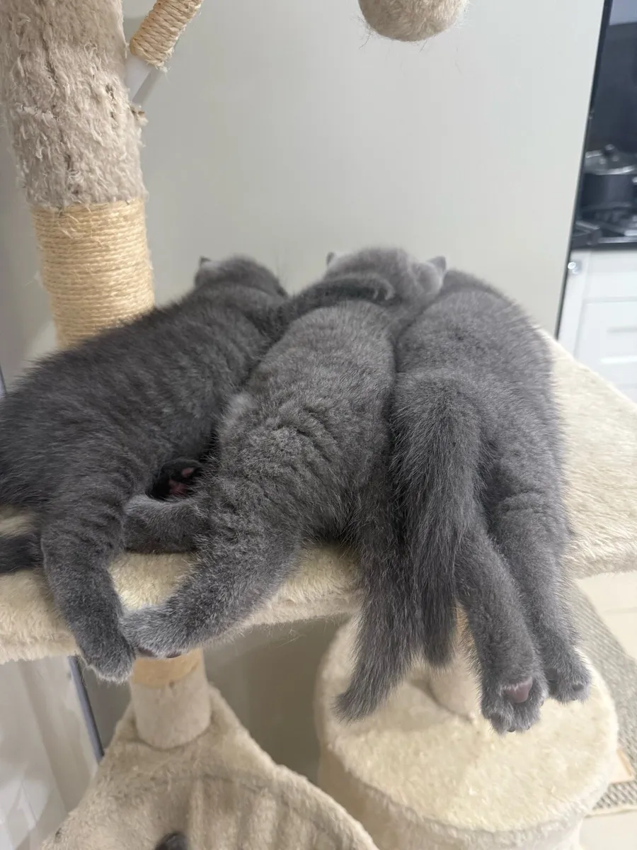 British Short Hair kittens - Image 4