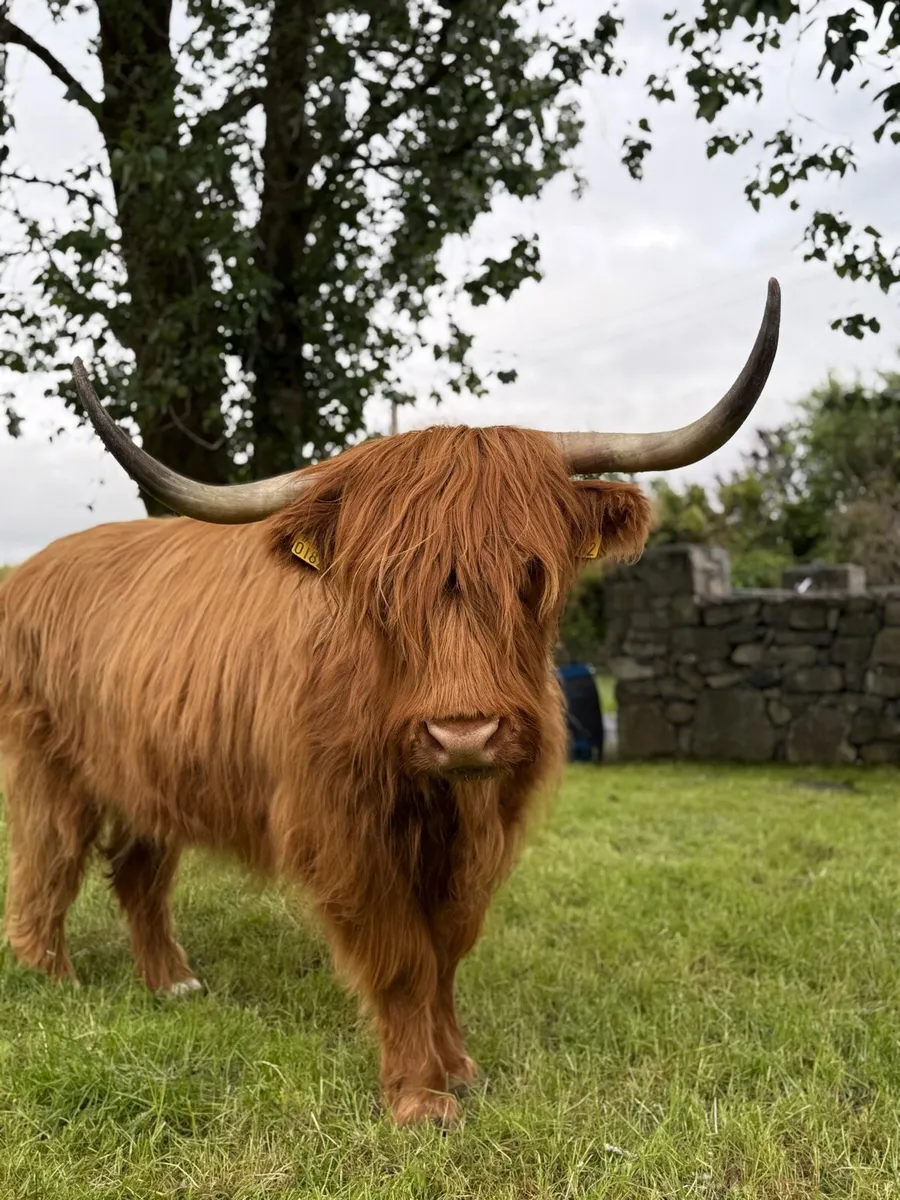 Scottish highland - Image 1