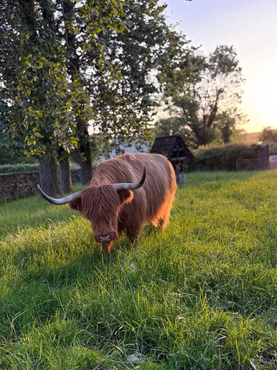 Scottish highland - Image 2