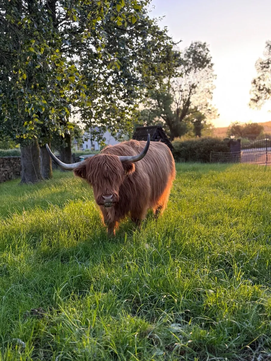 Scottish highland - Image 3