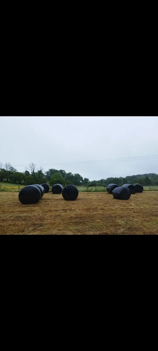 Round Bales of Hay ×12 - Image 1