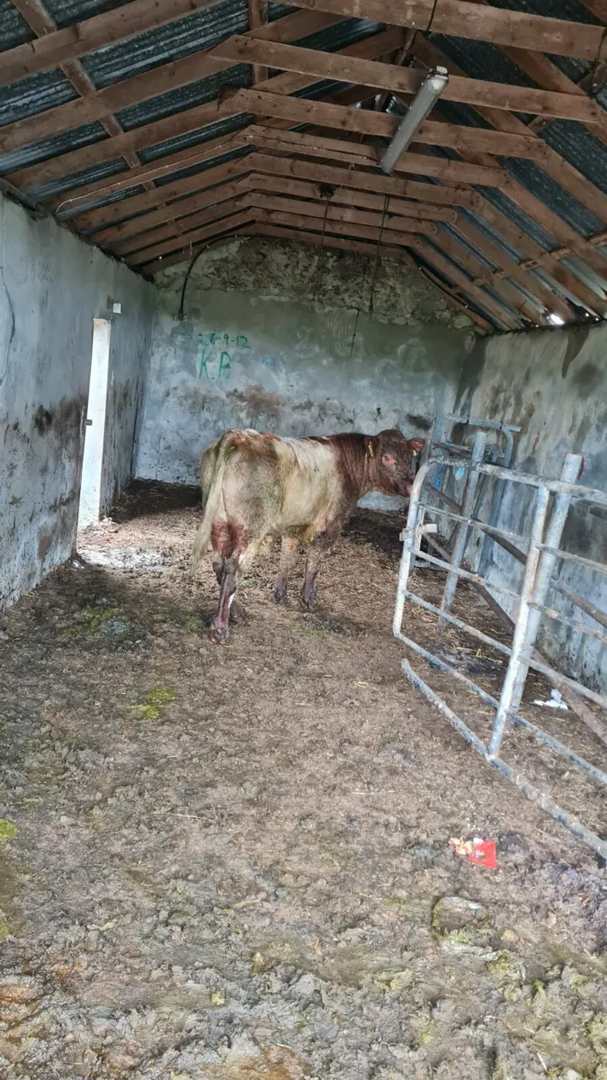 Shorthorn Bull - Image 2