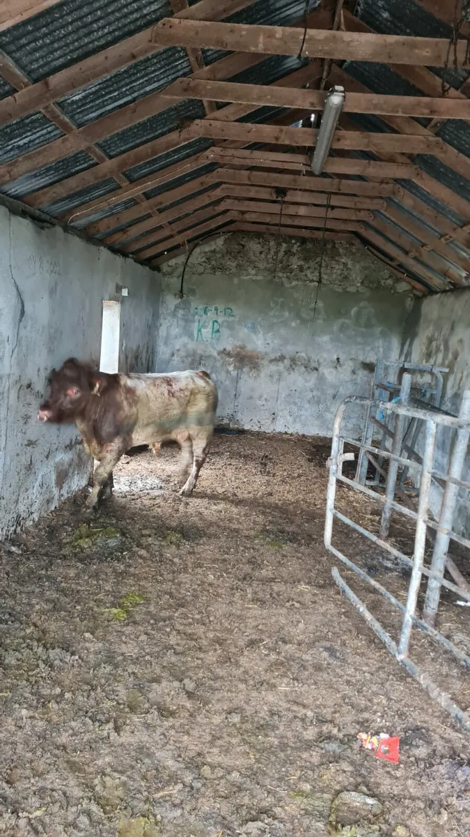 Shorthorn Bull - Image 1
