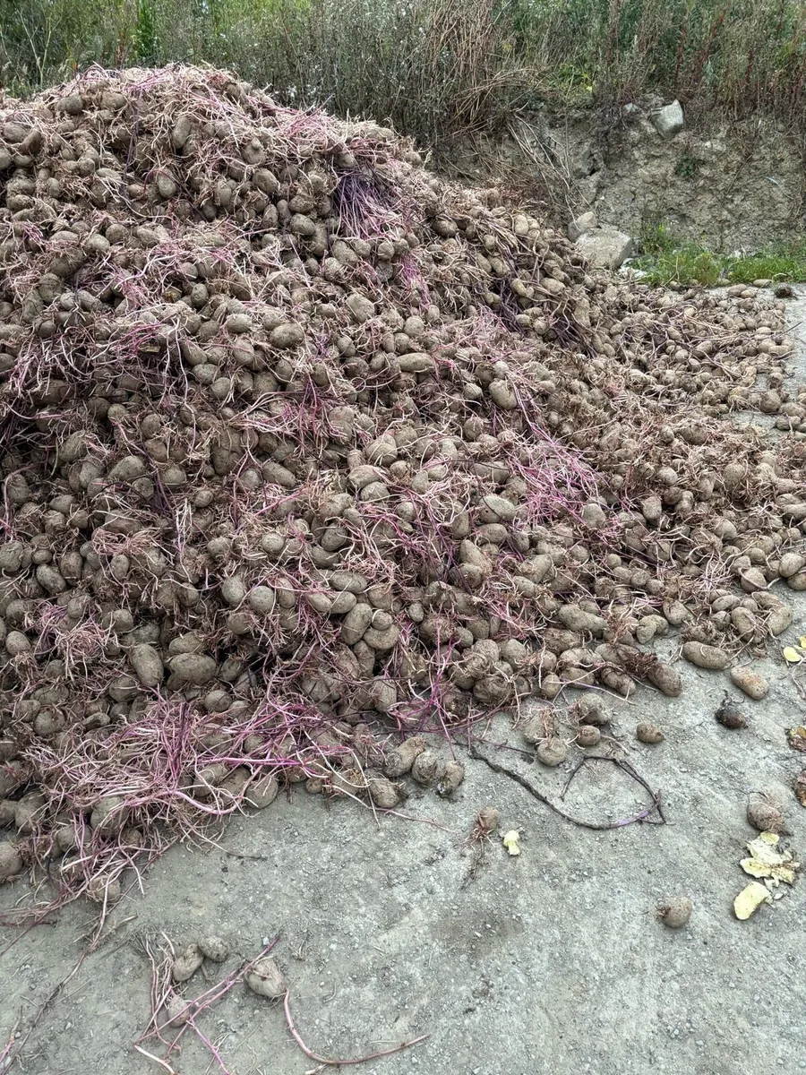 Feed potatoes free to take away