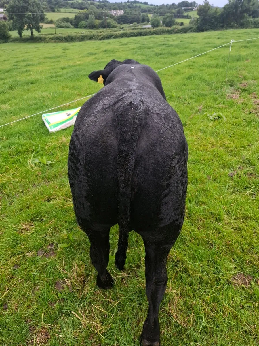 Angus Bull - Image 2