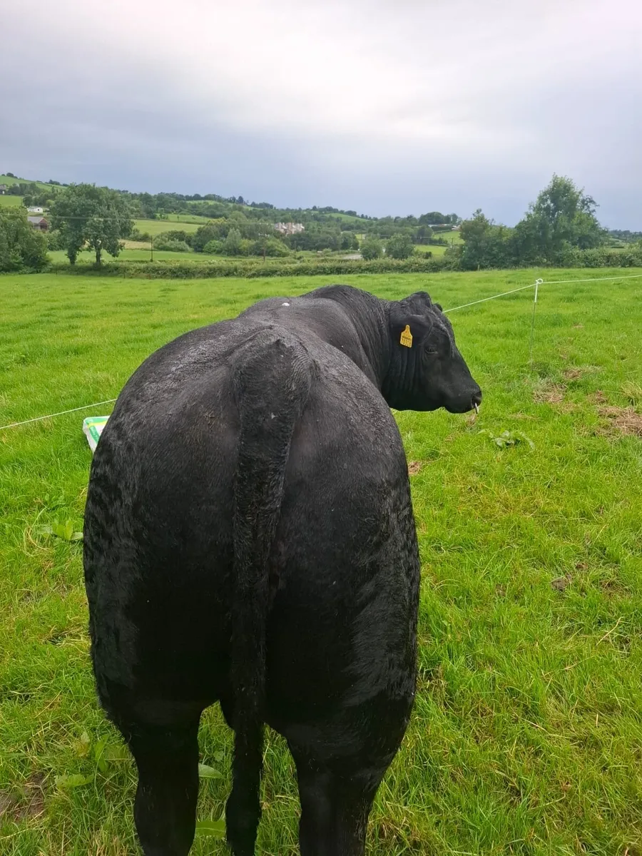 Angus Bull - Image 3