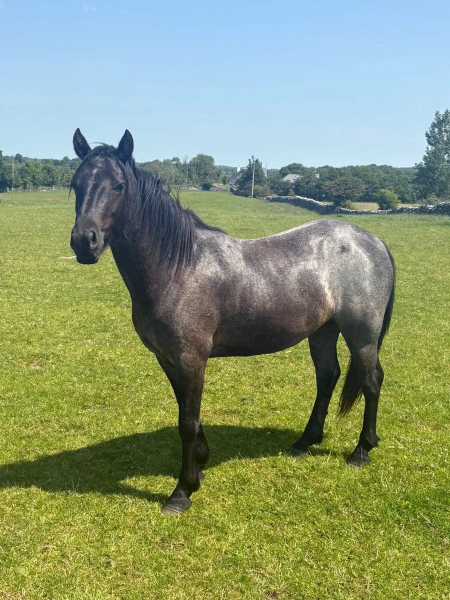 *** 4 Connemara geldings *** - Image 2