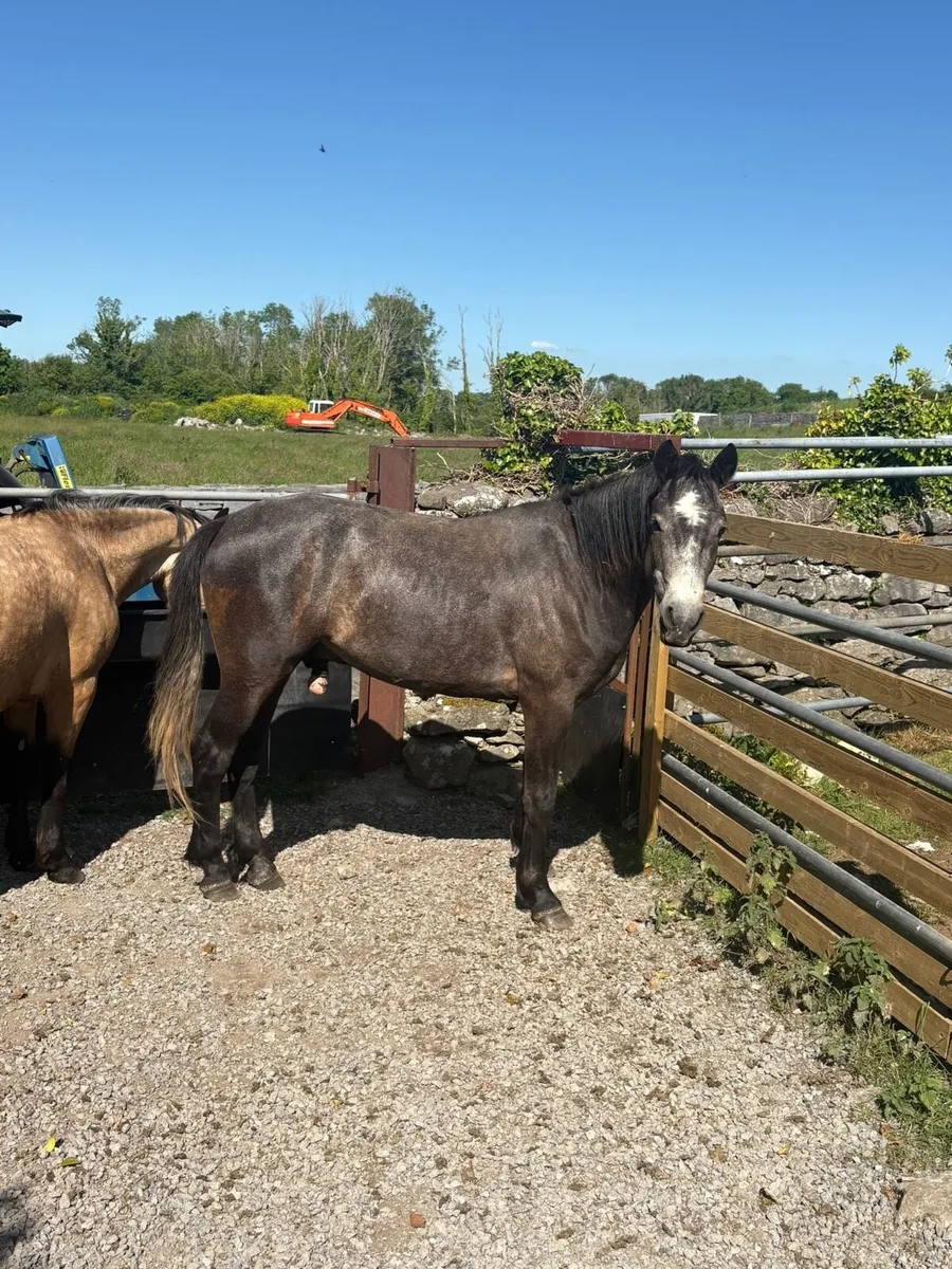 *** 4 Connemara geldings *** - Image 3