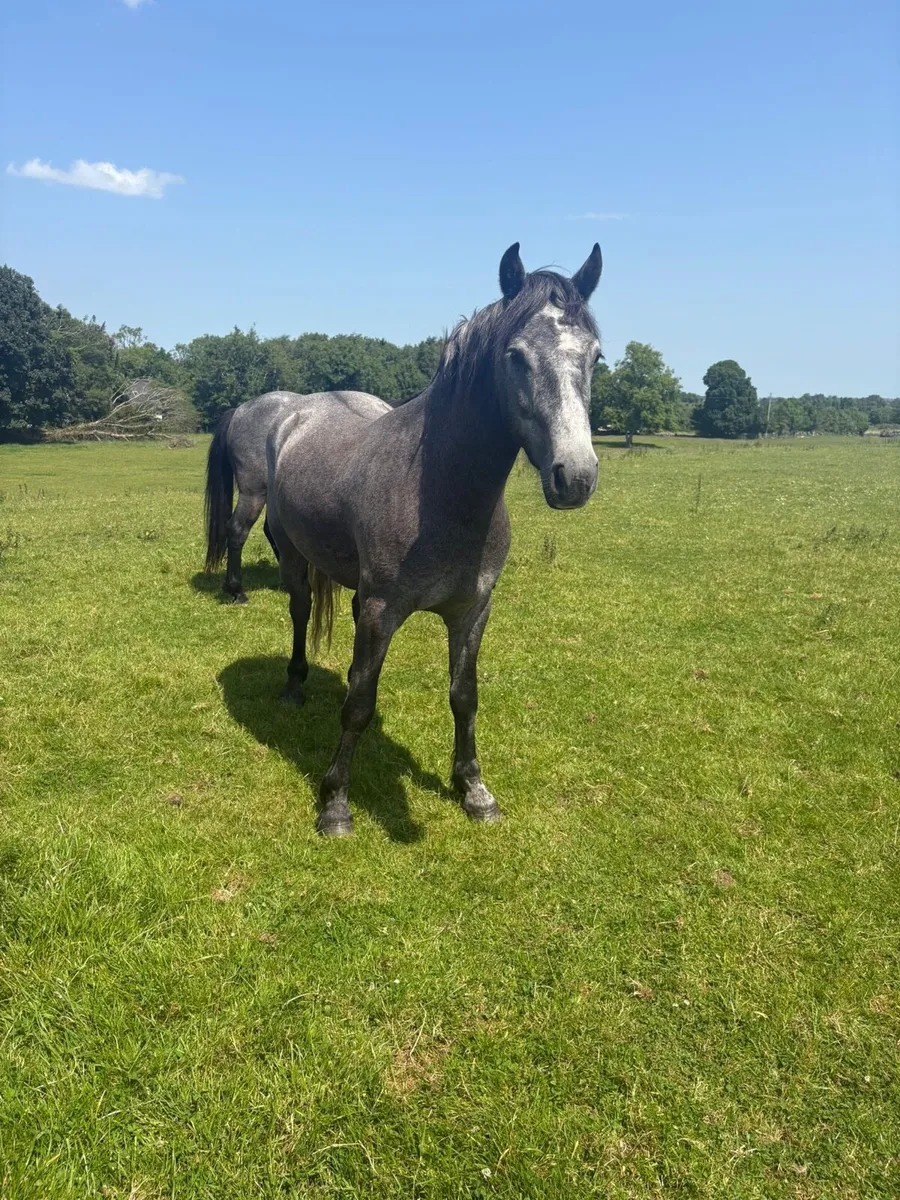 *** 4 Connemara geldings *** - Image 4