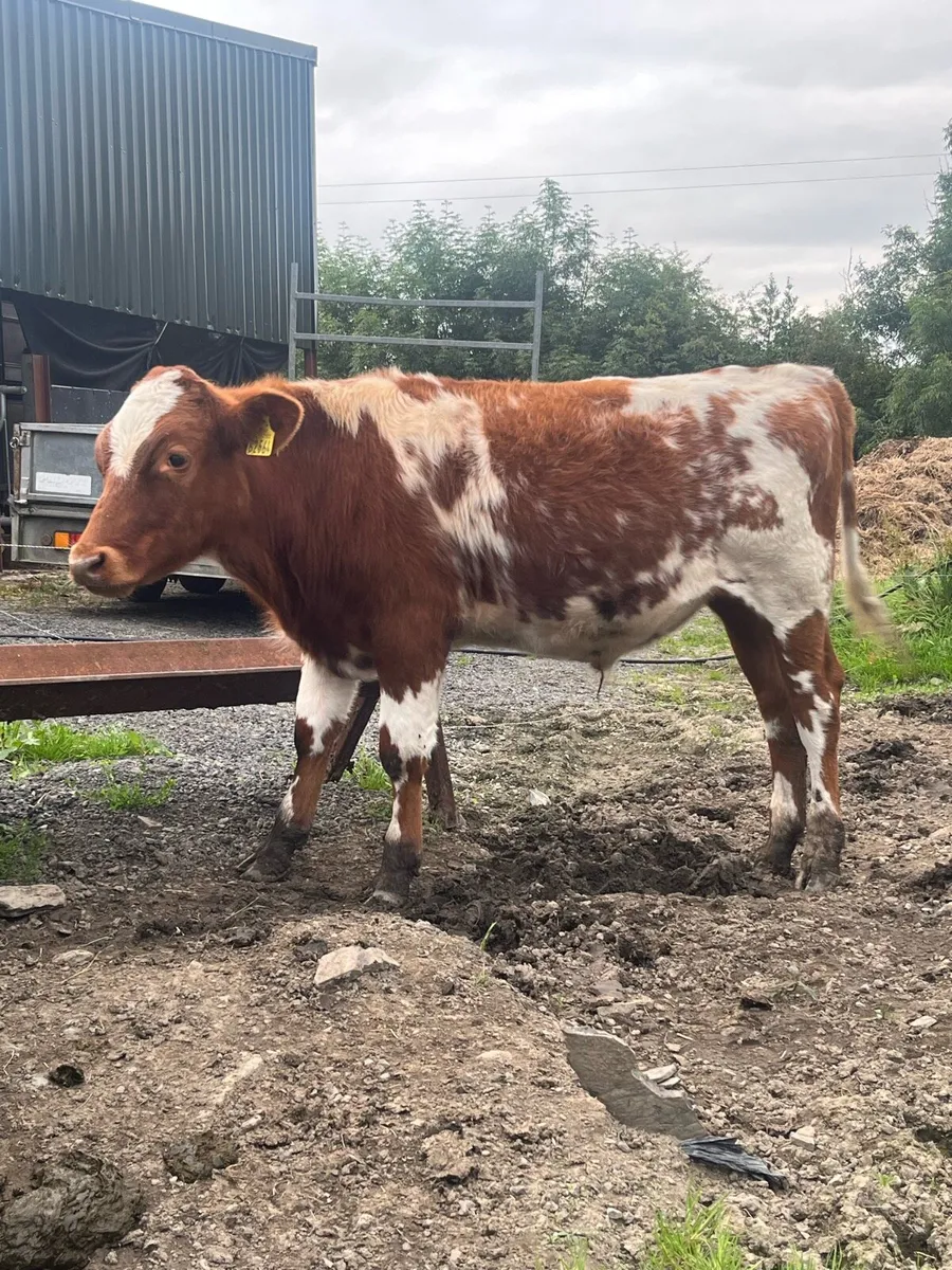 Shorthorn bullock - Image 2