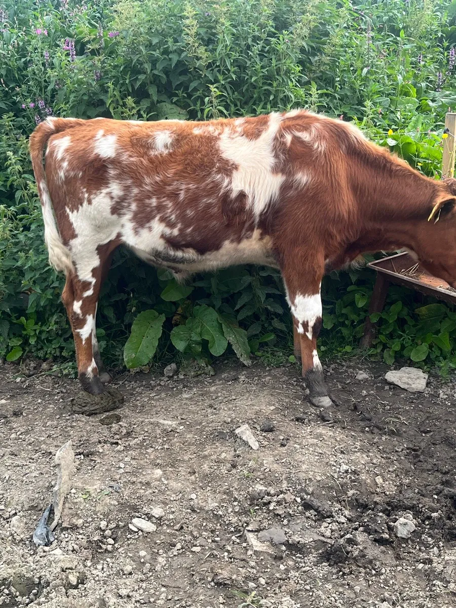 Shorthorn bullock - Image 3